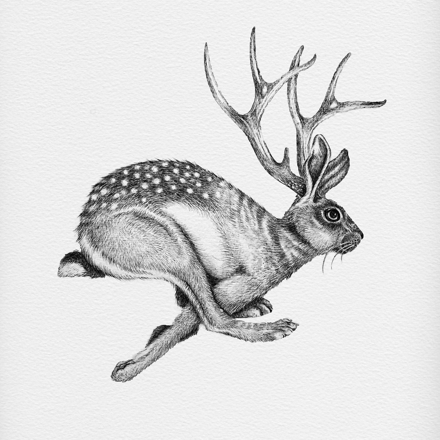 FAT Jackalope