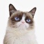 Grumpy Cats Logo Grumpy Cats Logo
