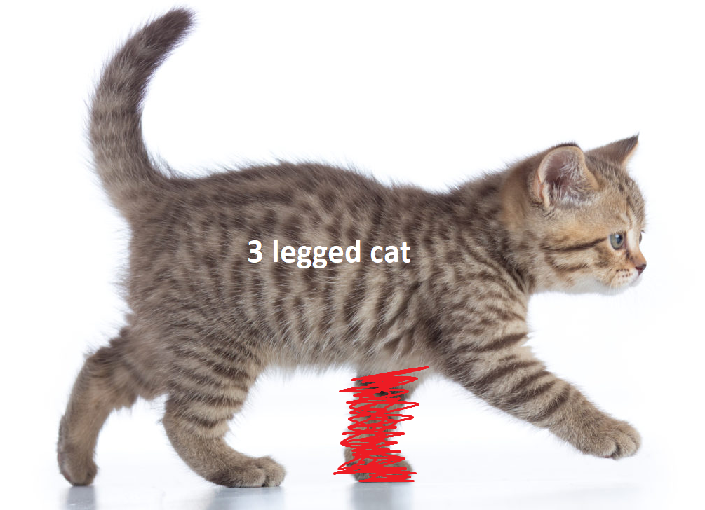 3 Legged Cat
