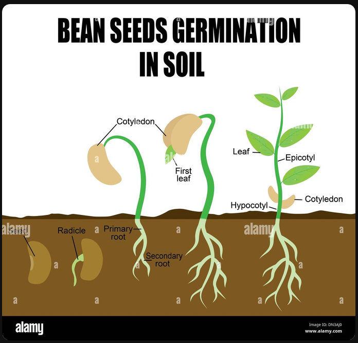 The Germinating Seeds Logo