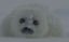Les Potis Blanchons Logo Les Potis Blanchons Logo